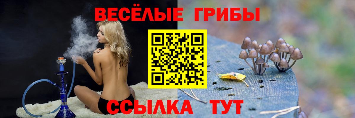 Псилоцибиновые грибы Psilocybe Саранск